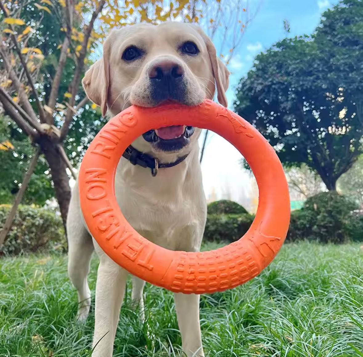 Disque Volant pour Animaux de Compagnie - Jouet Intéactif en EVA