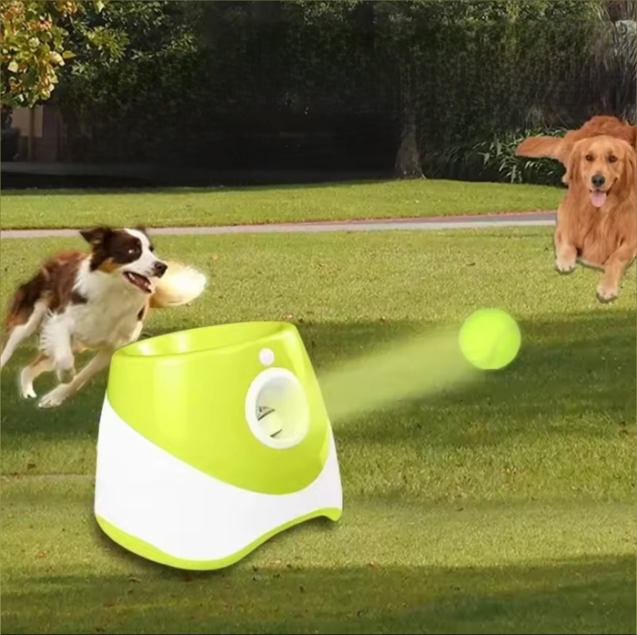 Lanceur de Balles pour Chiens - Amusement Illimité