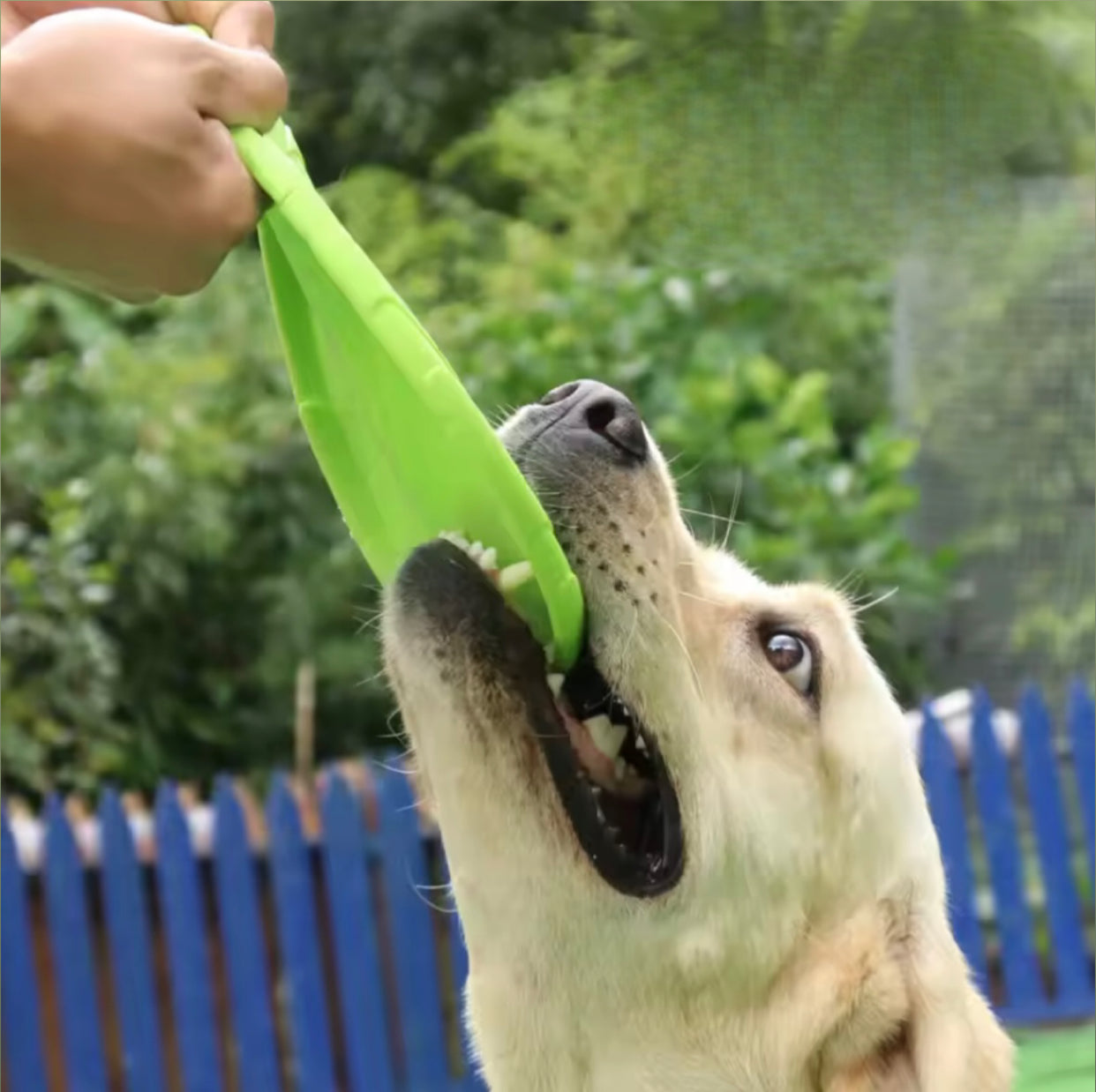 Disque Volant pour Chiens - Frisbee Résistant 6 Couleurs Disponibles